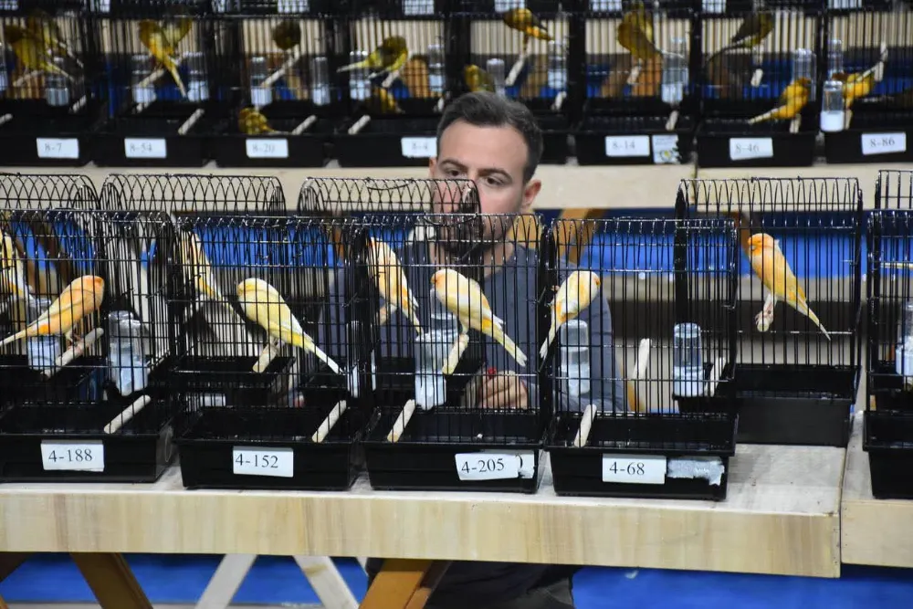  Yorkshire Kanarya Yarışması başladı