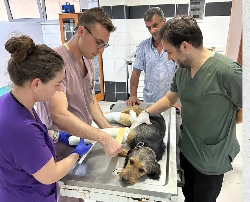 Depremzede Köpek “Ateş”e BAÜN’den Şefkat Eli