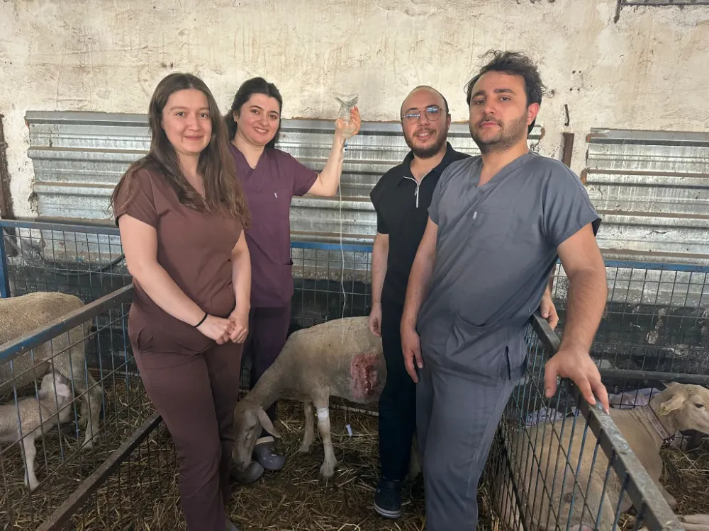 Balıkesir Üniversitesinde Koyunlarda Sezaryen ile Canlı Doğum Oranına Destek